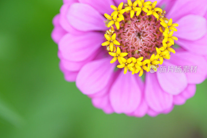 Zinnia线虫花