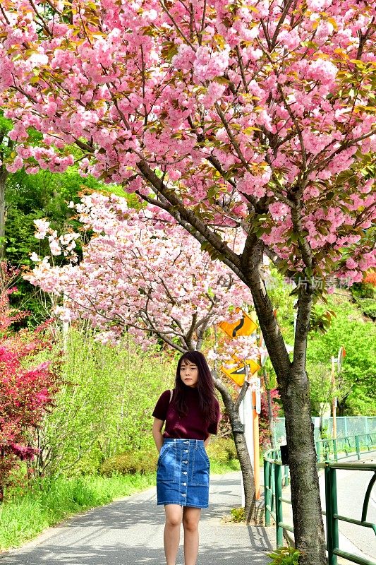 年轻的日本女人走在樱花下