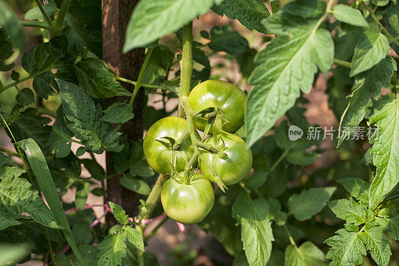 种植西红柿