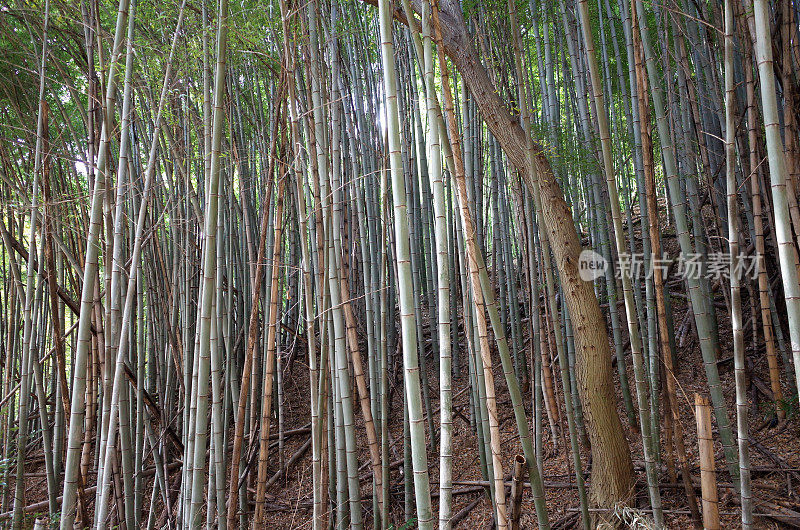 日本群马县的竹林