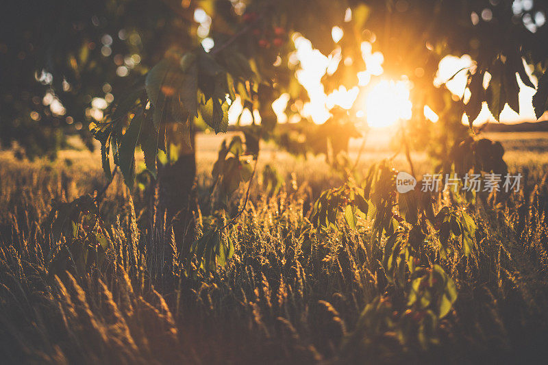 草地上的夕阳穿过樱桃树