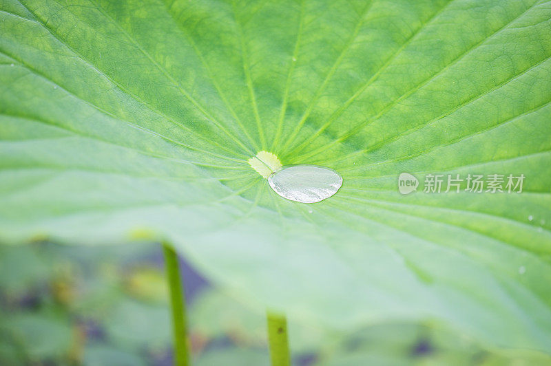 荷叶上的水滴