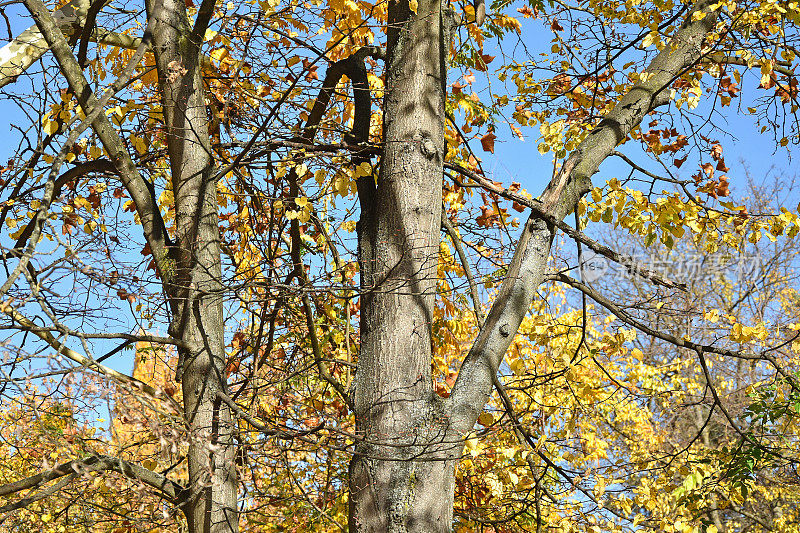 树干在秋天的时候