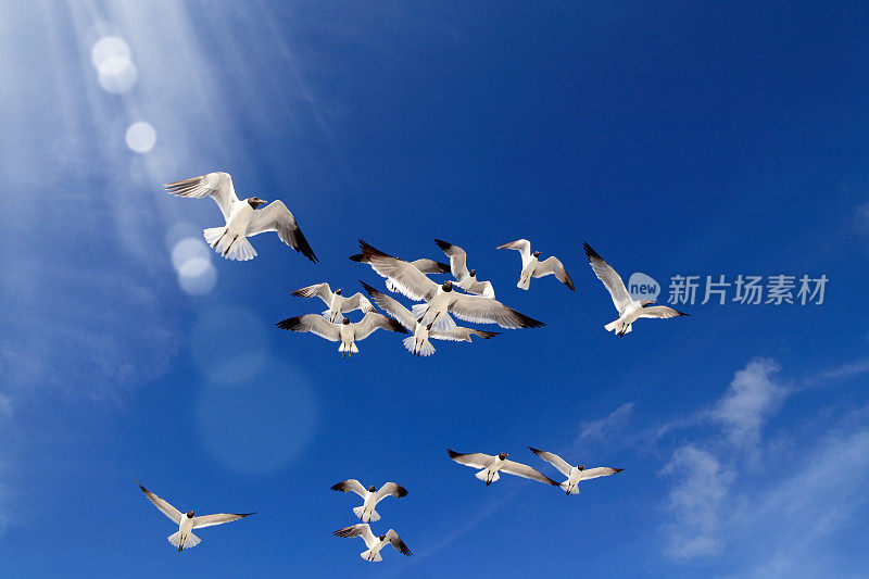 近距离观察一群海鸥飞过晴朗的天空