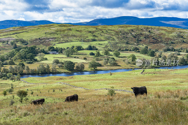 苏格兰农村的肉牛