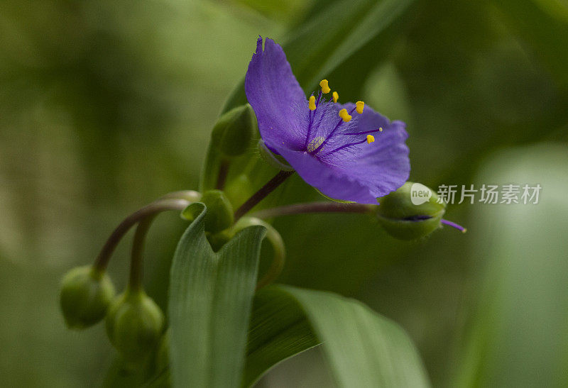 通常被称为蓝夹克衫或俄亥俄蜘蛛草