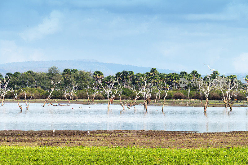 坦桑尼亚塞洛斯野生动物保护区的一个湖泊，里面有枯树