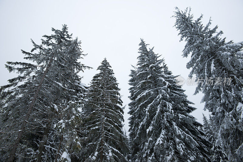 冷杉和松树上覆盖着厚厚的积雪