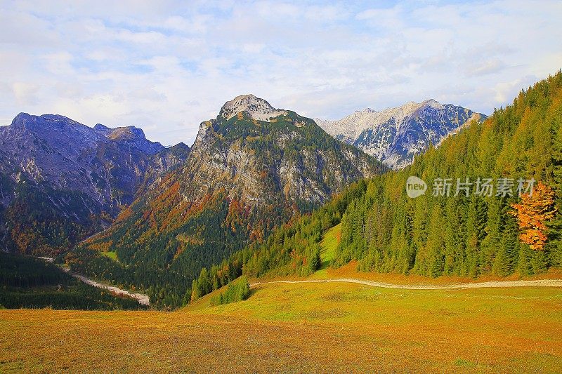 徒步小径和松树景观在金秋-因斯布鲁克乡村，泰洛