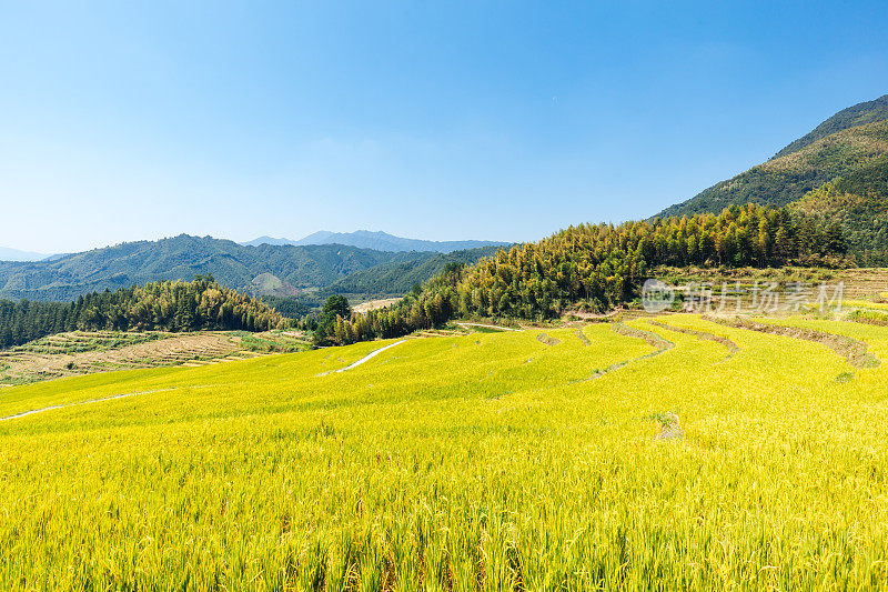 美丽的梯田景观