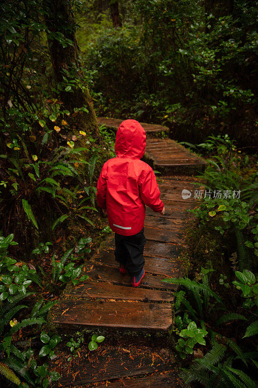 温哥华岛雨林