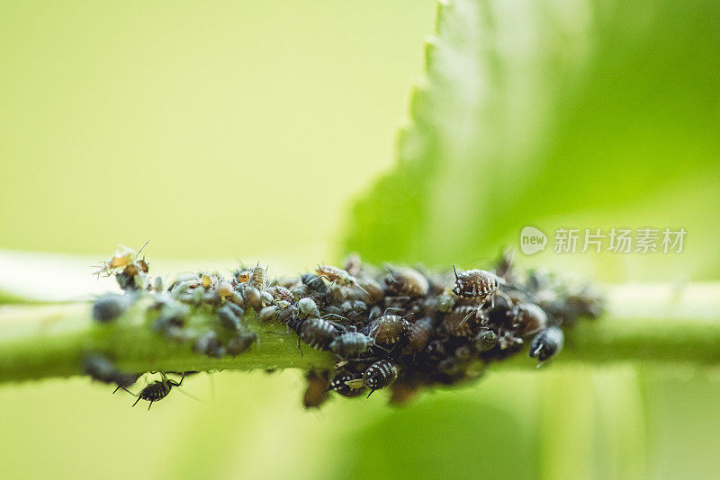 接骨木叶茎上的黑色蚜虫