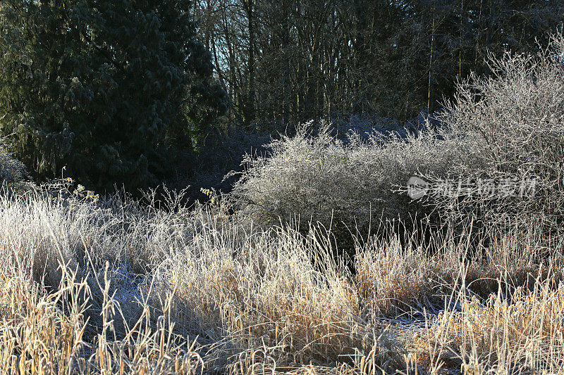 加拿大不列颠哥伦比亚省的湿地，有霜冻植物