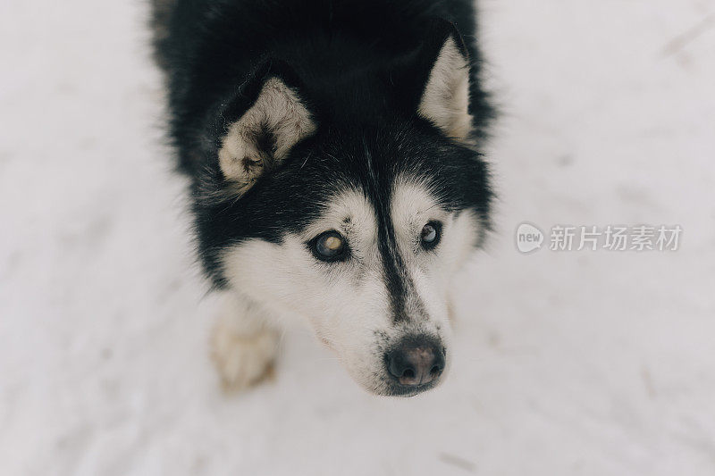 盲目的雪橇狗