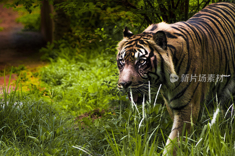 老虎在森林里行走