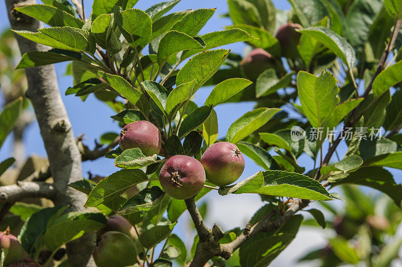 树上成熟的有机苹果