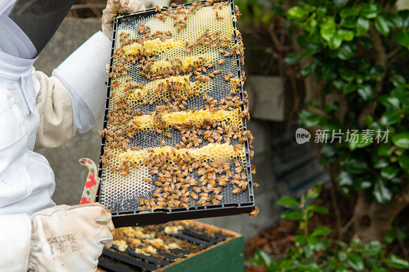 养蜂人检查一个蜂蜜超级框架