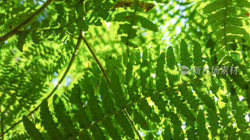 夏天从下往上看蕨类植物的叶子