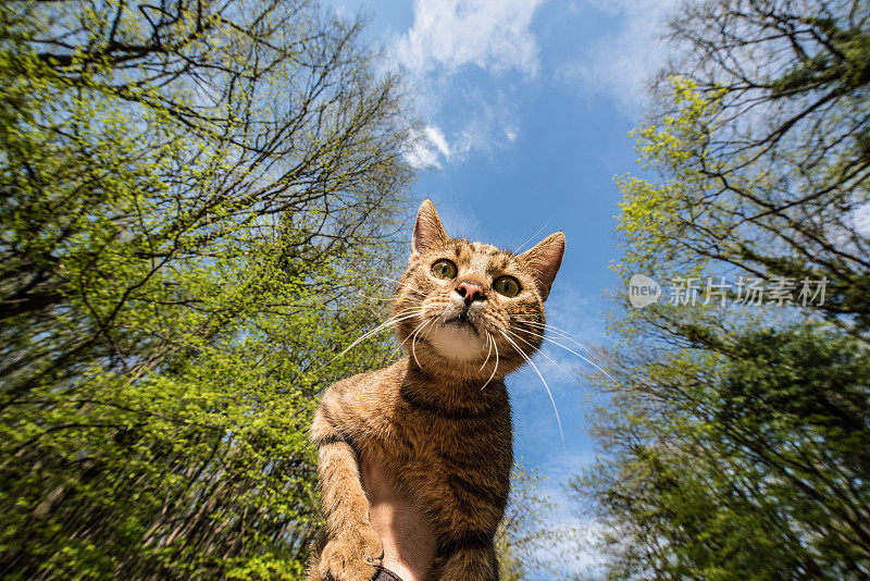 下图是自然界中的条纹猫。