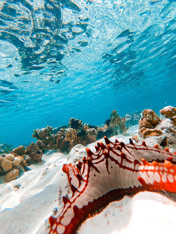 印度洋海底的尖刺海星