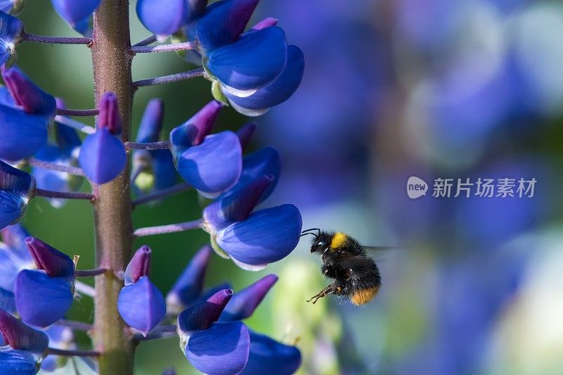 大黄蜂在卢平身上