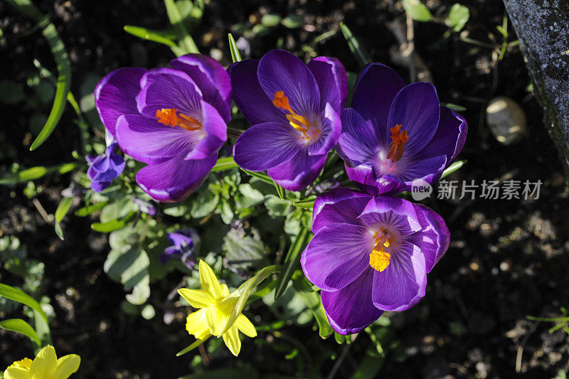 深紫色番红花2019年2月早花