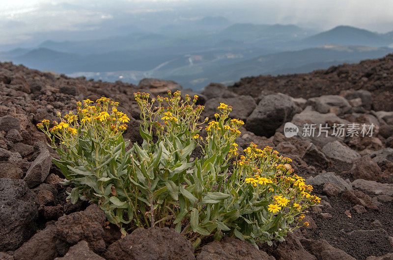 布什火山绿色