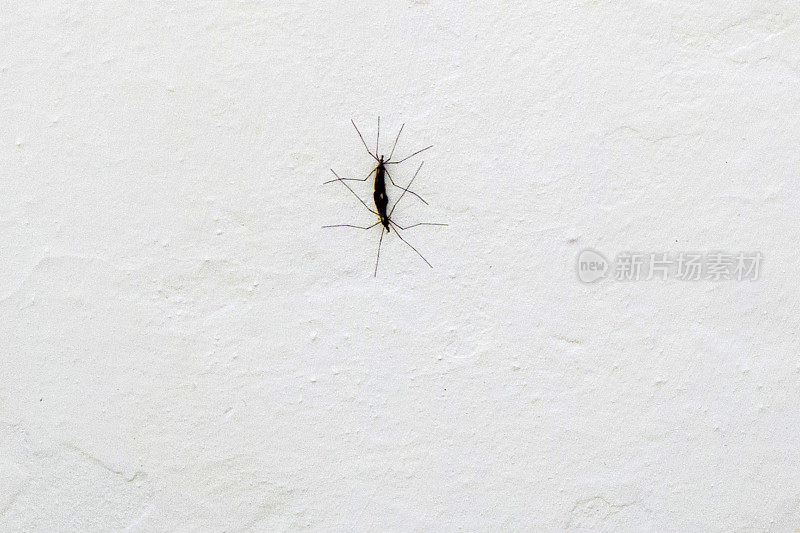 白墙上交配的蚊子
