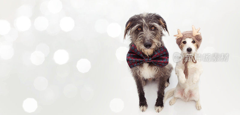 两只圣诞狗的横幅。杰克罗素和一只牧羊犬戴着格子领结，戴着驯鹿帽。孤立在白色背景上。