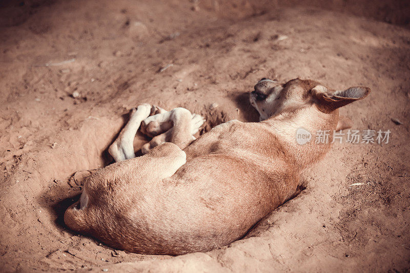 狗蜷缩在沙子里