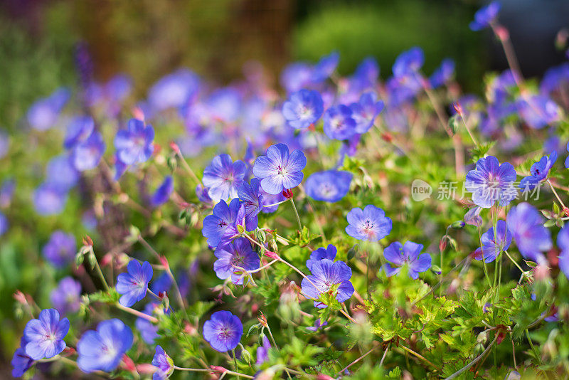 6月花园