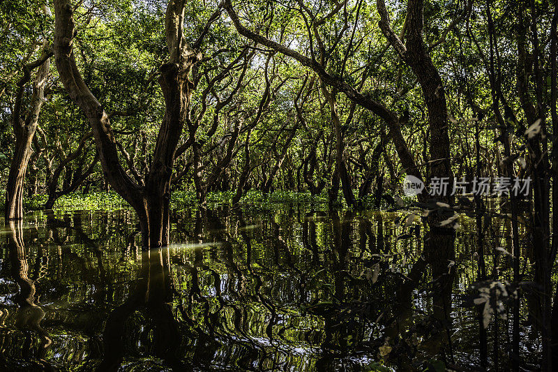 红树林