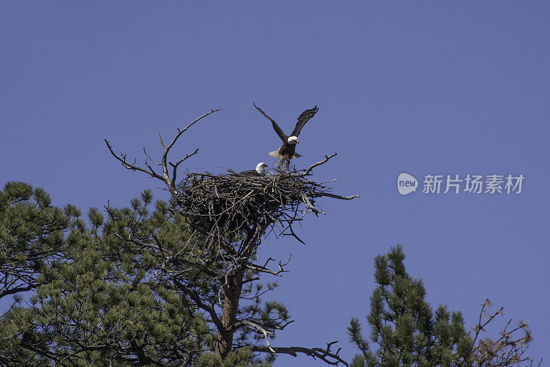 秃鹰与新生小鹰配对