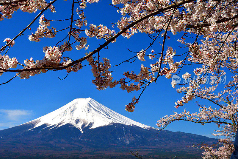 富士山和樱花:从荒山森根公园，富士吉田