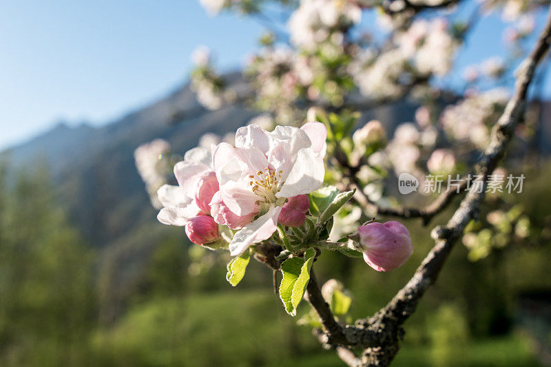 春山果园苹果树花枝