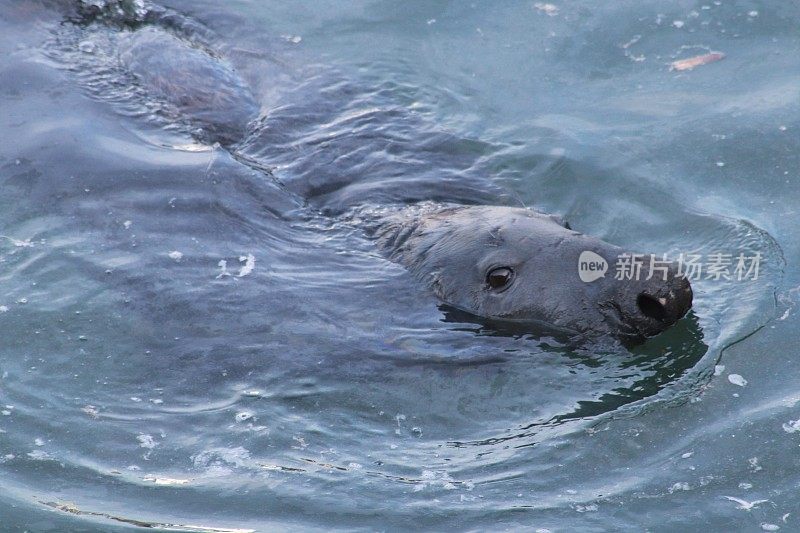 港海豹游泳