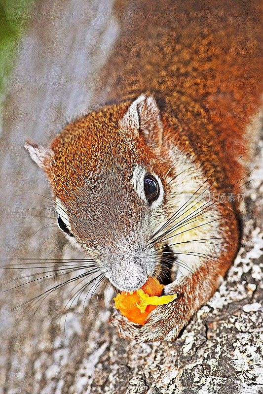 松鼠在树干上吃水果。