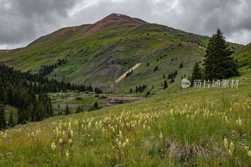 科罗拉多州西弗顿附近的山地野花