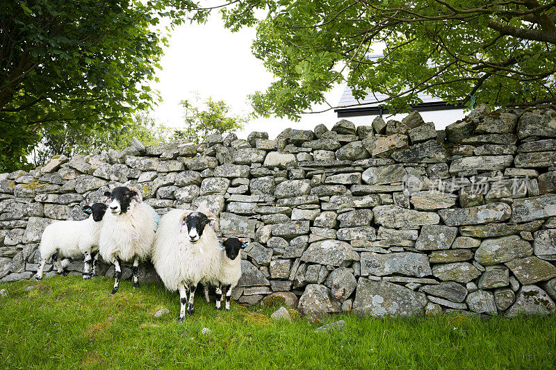 苏格兰路易斯岛克罗夫特石栏旁的绵羊