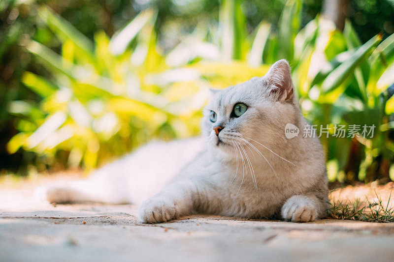 花园中的银色英国短毛猫