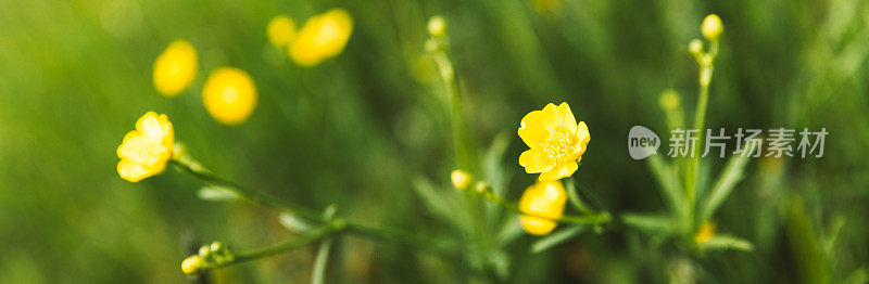 黄花满地