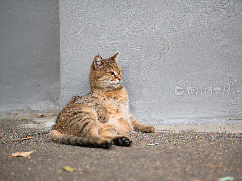 肥猫正在休息。