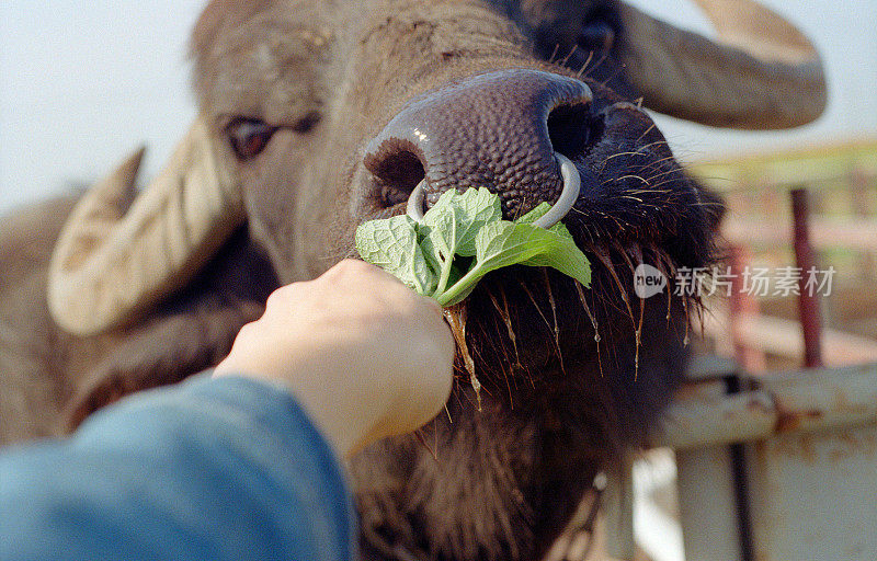 人用手喂食绿叶黑牛公