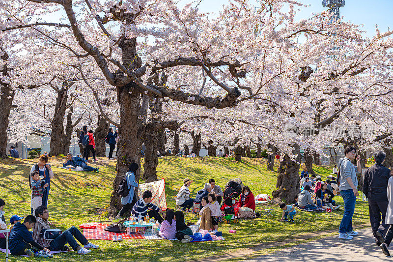 五月湖星堡公园在春天樱花盛开的季节，晴空万里，阳光灿烂