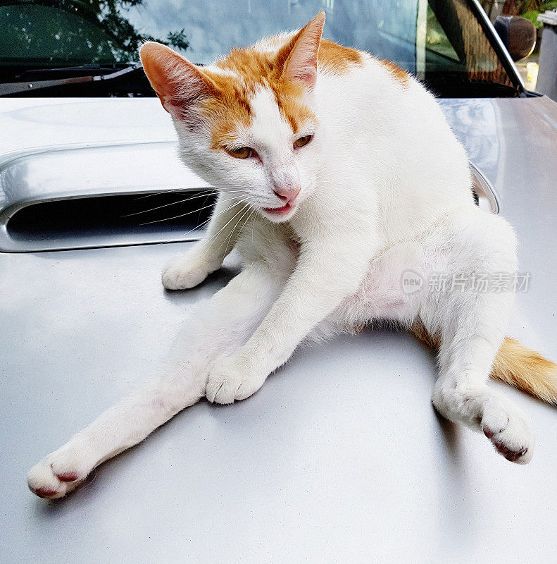 猫瑜伽:姜和白猫平衡。两腿张开
