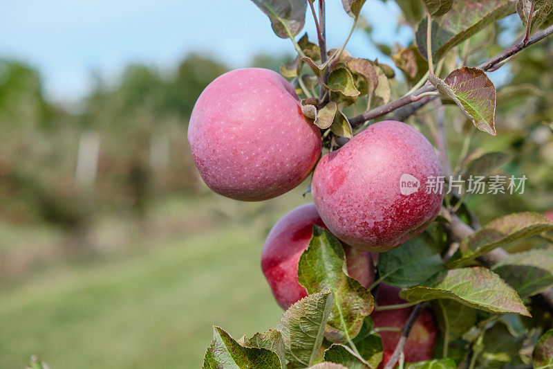 苹果之前收获