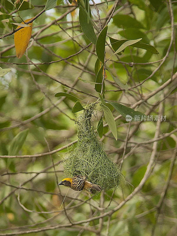 一只正在筑巢的雄性巴雅织布鸟