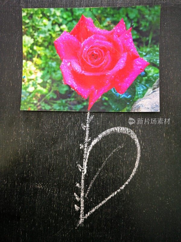 黑板上的玫瑰