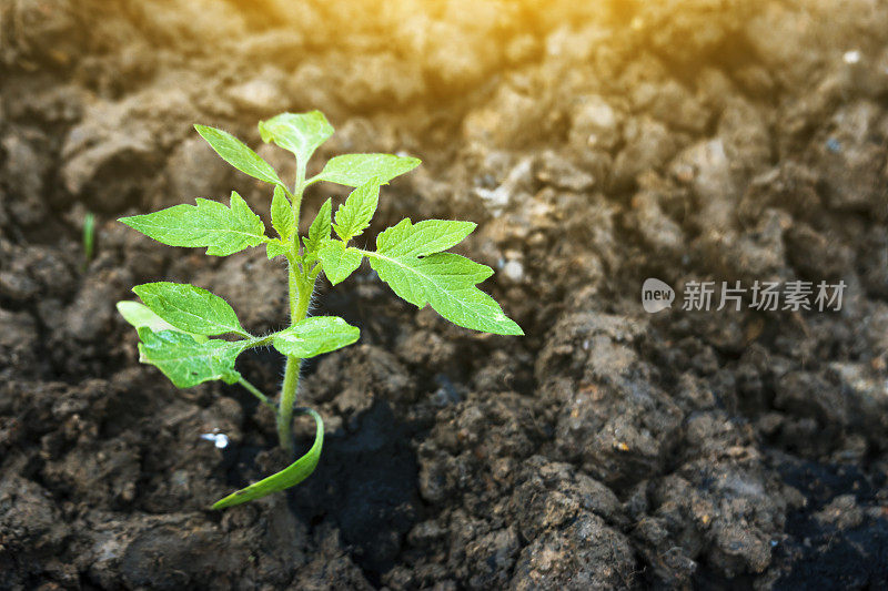 番茄树苗在农田里施磷肥