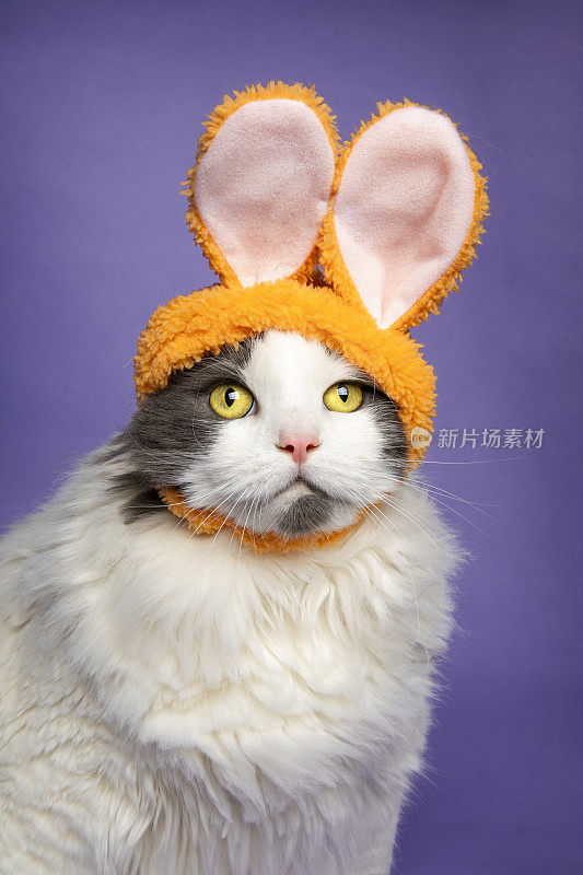 复活节小猫的肖像